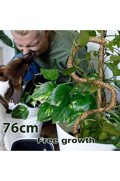 OEM Adjustable poles for supporting houseplants, set of 3x76 cm