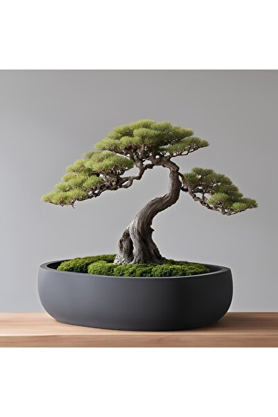 Sizseyy Yuvarlak Bonzai Vazo Bonsai (Bonsai Dahil Değil)