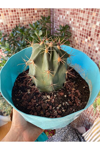 KaktüsAkademisi Ferocactus Glaucescens Sarı ve Kırmızı Dikenli Top Formlu Dek...