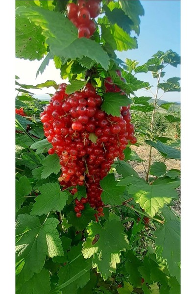 MorDekor Ribes rubrum red lake Kırmızı frenk üzümü fidanı 9x9x10 cm kare saks...