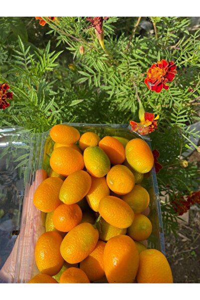 ADKTROPİKAL 500 GR KAMKAT ANAMUR