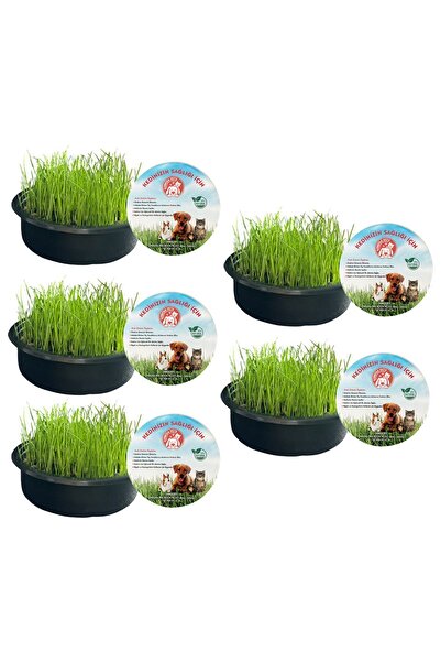 Sonrisa Pets Kedi Çimi Seti 5'li (FİLELİ) ❄️ “Kışa meydan okuyan Kedi çimi!”