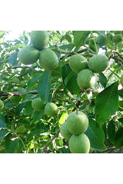 SahaFidan TÜPLÜ AŞILI FERNOR CEVİZ FİDANI 2 YAŞ 90-110 CM BOY(HER İKLİME UYGUN)