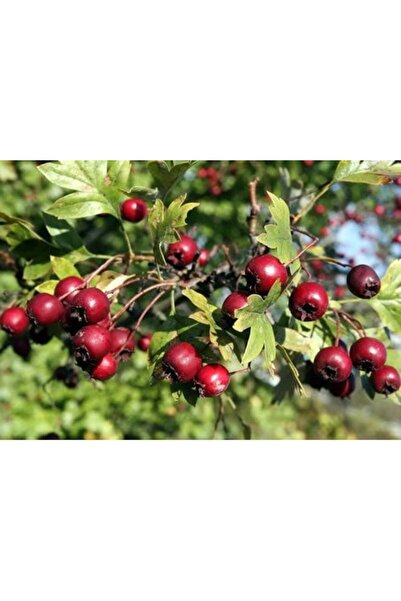 SahaFidan TÜPLÜ AŞILI, İRİ MEYVELİ KIRMIZI ALIÇ FİDANI