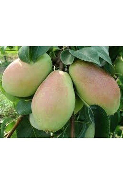 SahaFidan TÜPLÜ AŞILI SANTA MARİA ARMUT FİDANI 2 YAŞ - 90-110 BOY (BOL SULU Ç...