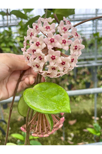 Hoya Carnosa Chelsea Mum Çiçeği