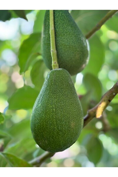 BRF TROPİKAL 1 Kg AVOKADO