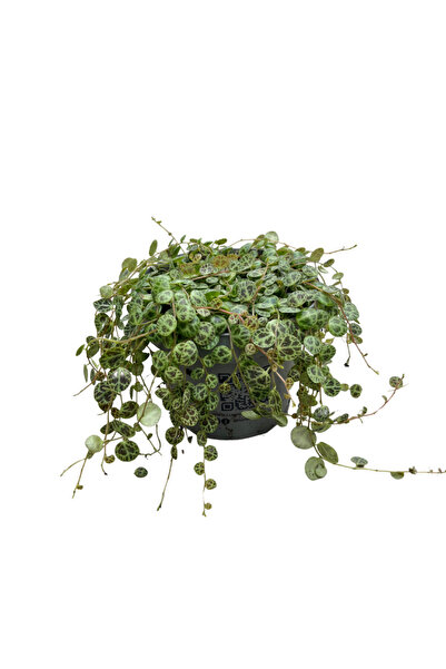 Betonish Peperomia Prostrata (Kaplumbağa Kabuğu Çiçeği)