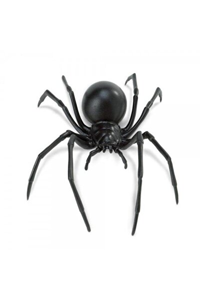 Safari Paianjen Vaduva Neagra