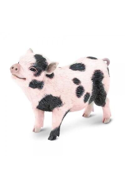 Safari Purcel domestic vietnamez