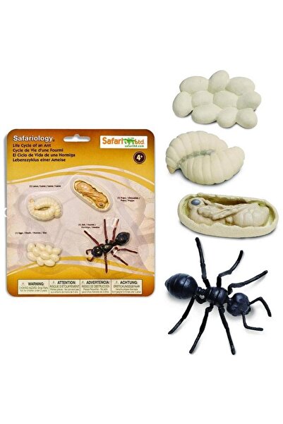 Safari Ciclul vietii la furnica