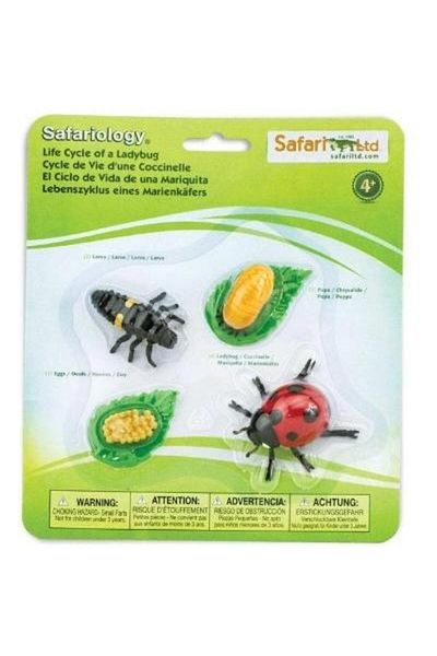 Safari The life cycle of ladybugs