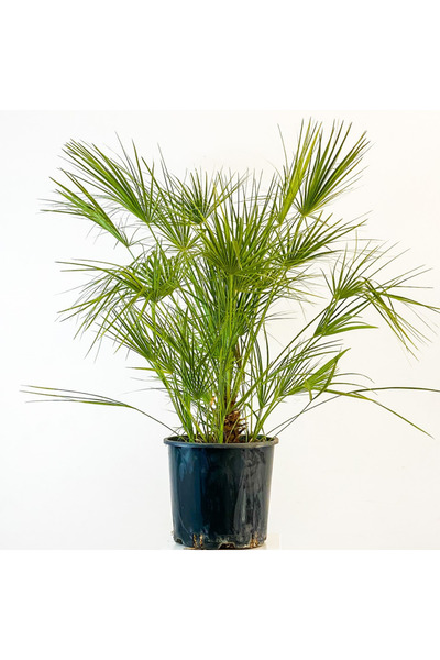 Fidanburada Bodur Palmiye (Chamaerops Humilis)