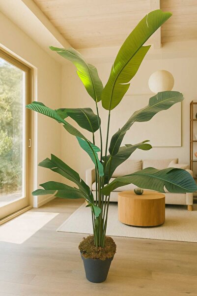 MAKİ DEKOR YAPAY STARLİÇE ISLAK DOKULU 9 GENİŞ YAPRAKLI 170 CM DEKORATİF,MODERN SALON AĞACI