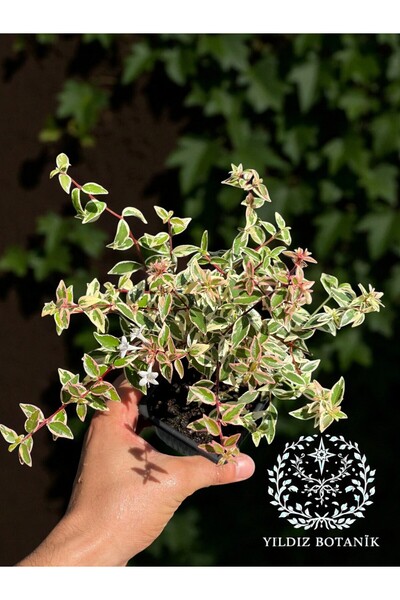 YILDIZ BOTANİK Beyaz Çiçekli Alacalı Güzellik Çalısı Abelia Grandflora Confetti Bitkisi 10-20 Cm