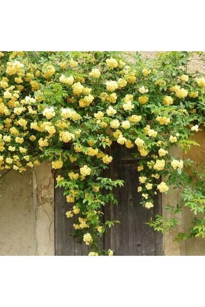 Mimoza Aşılı Gül Fidanı Sarı 10-20 cm