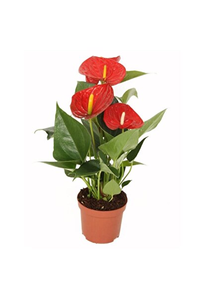 Anthorium Flower Flamingo Flower