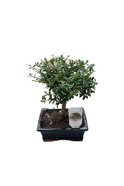Betonish Bonsai - Ilex