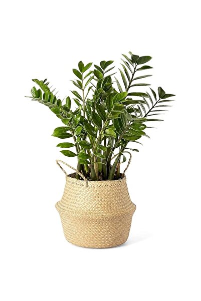 Generic Woven Seagrass Belly Basket with Handles, Indoor Home Storage Plant P...