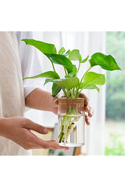 Generic Glass Planter Vase with Wooden Lid and Bamboo Stand for Hydroponic Pl...