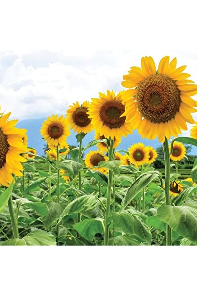Generic Giant Sunflower Seeds for Growing Tall Sunflower Seeds for Planting i...