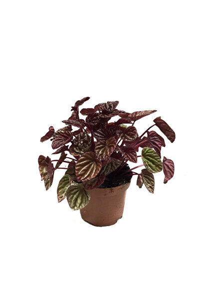 Betonish Peperomia Caperata 'Metallic Ripple' (Zümrüt Dalgası Çiçeği)