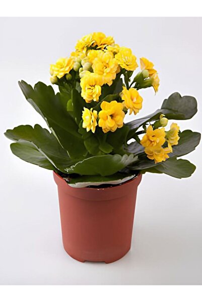 Genel Markalar Videolu Sarı Kalanşo Emel Hanım Çiçeği 1 ADET Saksıda 15-25Cm ...