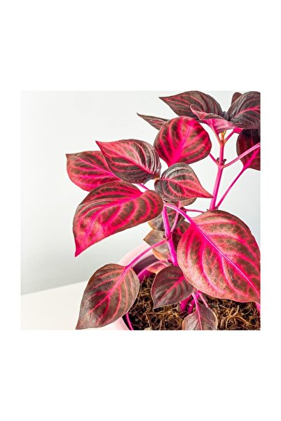 Mimoza Gypsy Salwar Plant Sapling Çingene Şalvarı Bitkisi Fidanı 10-20 cm