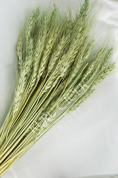 Smyrna Çiçek Doğal Kurutulmuş Buğday Başağı Demeti (30 Adet)