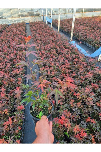 MorDekor Acer Palmatum Atropurpureum Kırmızı yakraklı japon akçaağaç 1.5 litr...
