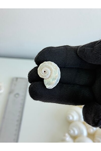 Seashell Rio Deliksiz 1 Adet Deniz Kabuğu 2-3 cm – DIY, Takı, Dekoratif Süsleme