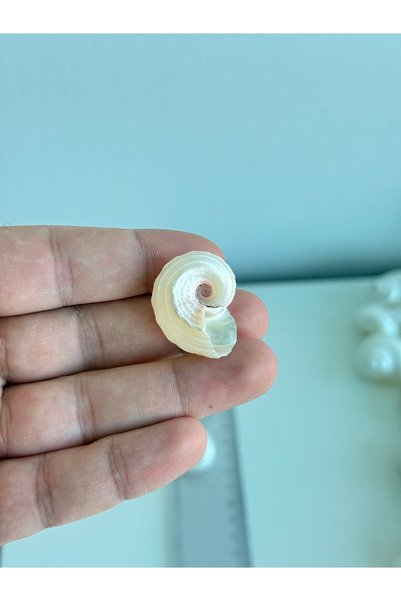Seashell Rio 1 Piece Seashell Without Hole 2-3 cm – Diy, Jewelry, Decorative Ornament