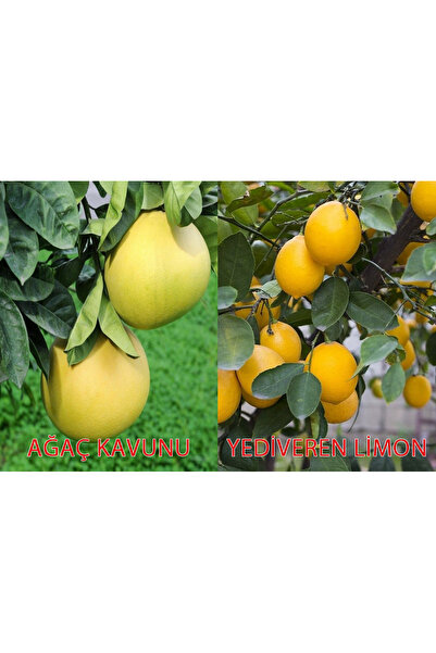 SahaFidan TÜPLÜ AŞILI YEDİVEREN LİMON+ŞADOK AĞAÇ KAVUNU 1-2 YAŞ 90-110CM