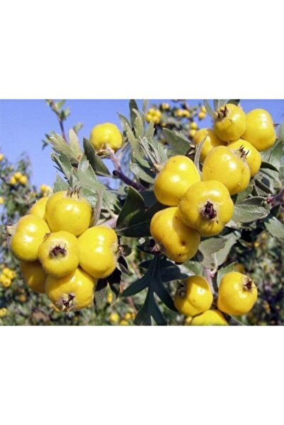 SahaFidan TÜPLÜ AŞILI, İRİ MEYVELİ SARI BELEN ALIÇ FİDANI