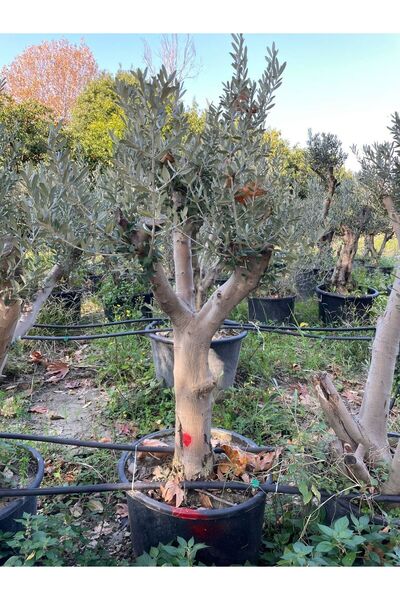 SahaFidan 20 YAŞ 65 LT SAKSIDA BODUR GEMLİK ZEYTİN AĞACI GÖVDE ÇAPI 50-80 CM ...