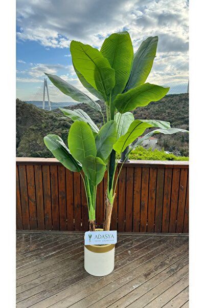 ADASYA ÇİÇEK Yapay Muz Ağacı 200 cm 20 Yaprak Krem Gold Metal Saksıda
