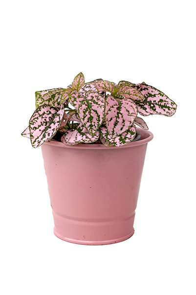 Fidanburada Hostes Çiçeği (Hypoestes) Pembe Metal Saksılı