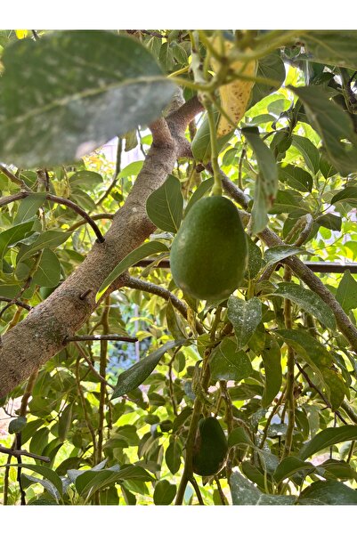 BRF TROPİKAL 1 Kg AVOKADO