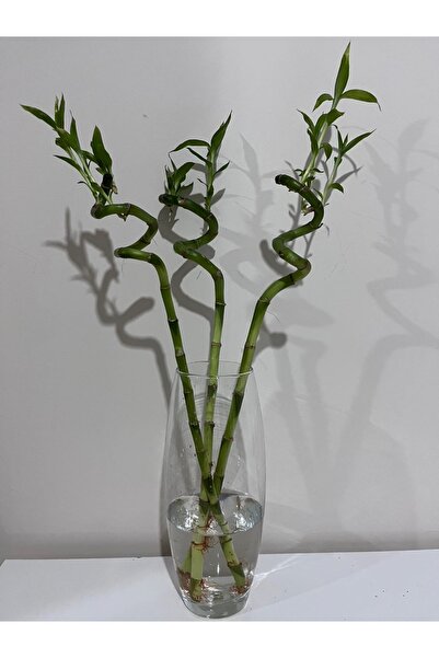 İthal Şans bambusu ( Lucky Bamboo ) (1 ADET)