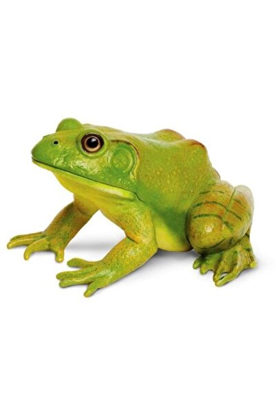 Safari Broasca-bou americana