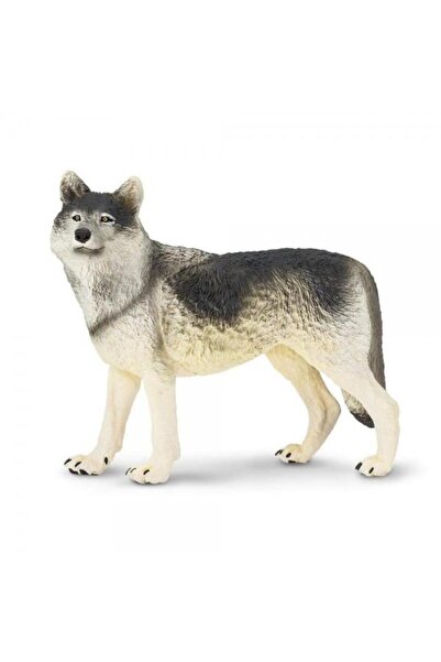 Safari Gray wolf