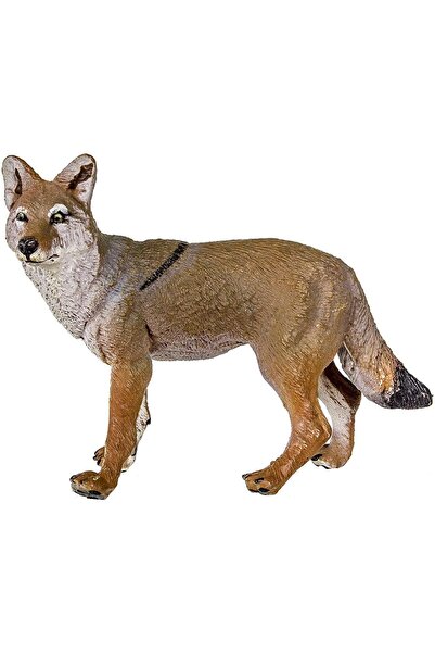 Safari Coiot (saf113089)