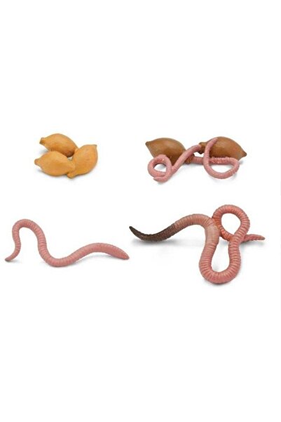 Safari Ciclul vietii la rama