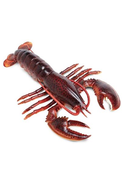 Safari Homar american