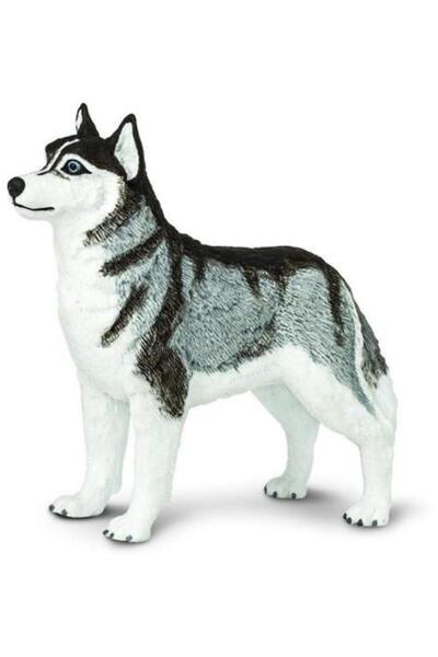 Safari Husky siberian