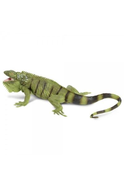 Safari Iguana