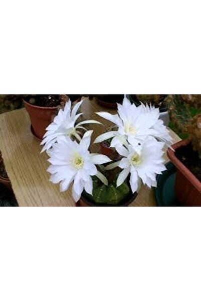 cantropikal Echinopsis Subdenudata, Beyaz Renk Kokulu Çiçek Açan Kaktüs