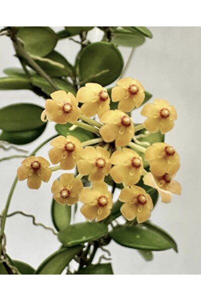 PLANT Hoya Pubera Mum Çiçeği