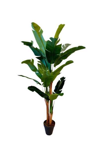 MAKİ DEKOR YAPAY MUZ ISLAK DOKULU 3 GÖVDELİ 18 YAPRAKLI 200 CM MODERN , DEKORATİF SALON AĞACI