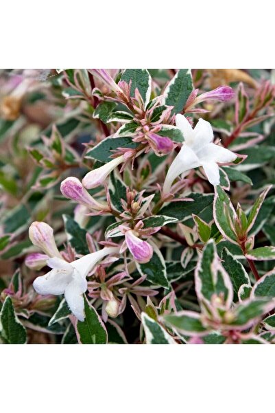 YILDIZ BOTANİK Beyaz Çiçekli Alacalı Güzellik Çalısı Abelia Grandflora Confetti Bitkisi 10-20 Cm